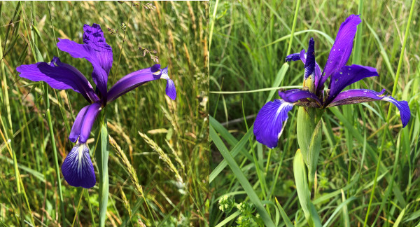 Iris maritime (Iris reichenbachiana) &copy; Nicolas Macaire / LPO